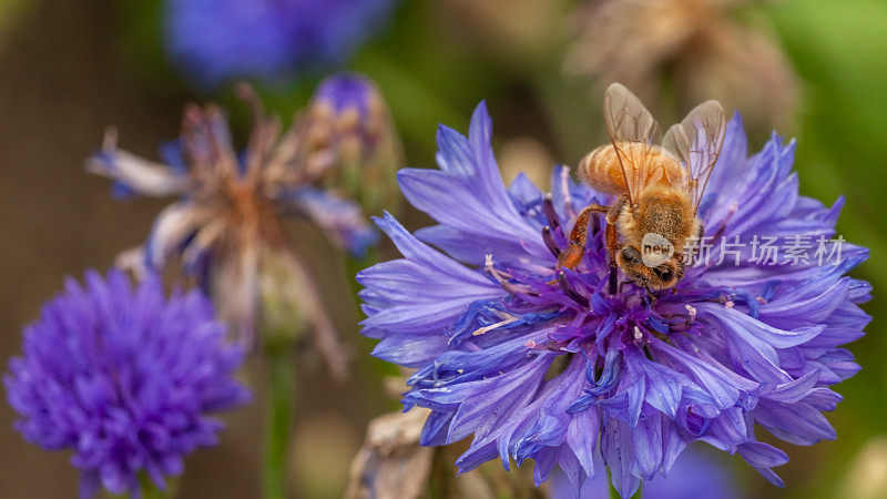 蜜蜂(意大利Apis mellifera)，蜜蜂科。